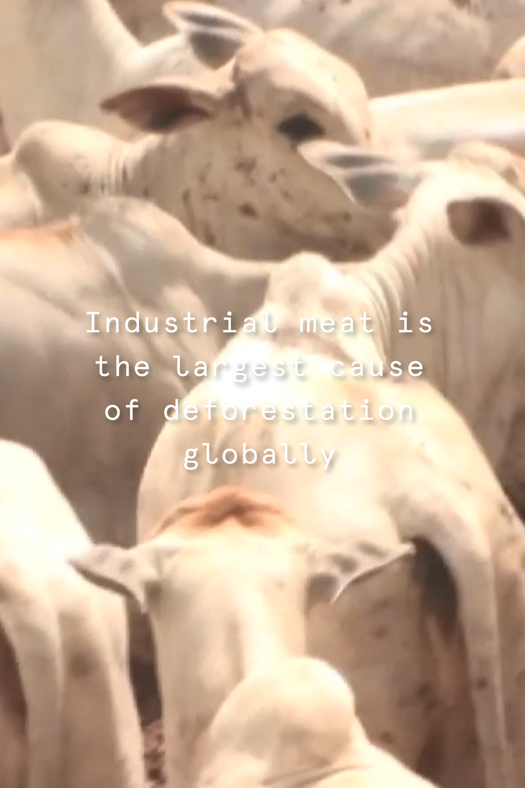 Greenpeace Greenpeace